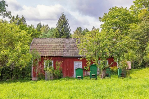 Old red cottage in the countryside with beehives in the garden in summer, Sweden