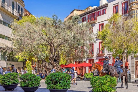 Town square with mounted police on horses among people and houses and old olive trees, Palma de
