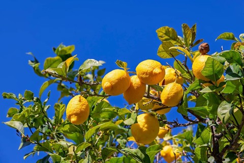 Yellow ripe lemon growing on a tree branch with green leaves and a blue sky, Mallorca, Spain