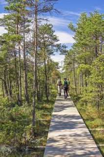 Group of hikers walking on a long straight wooden walkway in a pine forest a sunny summer day,
