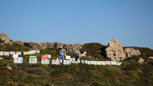 Two beekeepers working in a field with colourful beehives under a clear sky, below the Church of