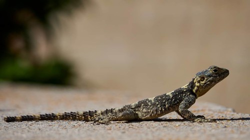 Agame (Agamidae), lizard sunbathing on sandy ground in natural environment, Patmos, Dodecanese,