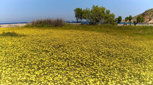 Large flower field with trees on the shore on a sunny day, Lambi Beach, Lambi Bay, Patmos,