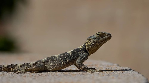 Agame (Agamidae), lizard sunbathing on sandy surface in natural environment, Patmos, Dodecanese,