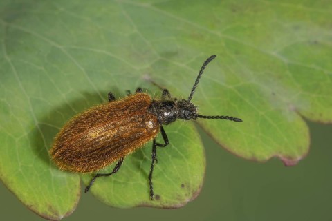 Woolly beetle (Lagria hirta) with black antennae on green leaf, Baden-Württemberg, Germany