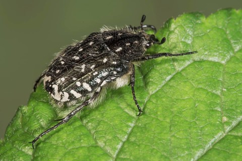 Weeping rose chafer (Oxythyrea funesta) resting on a rough leaf, Baden-Württemberg, Germany
