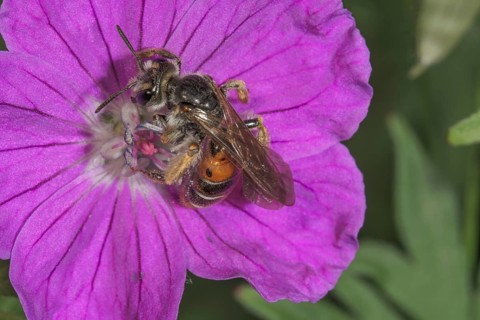 Knautia sand bee (Andrea hattorfiana) on Bloody cranesbill (Geranium sanguineum), detailed