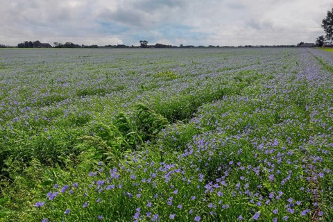 Flax field, blue flax, seed flax, common flax, flax (Linum usitatissimum), Province of Groningen,