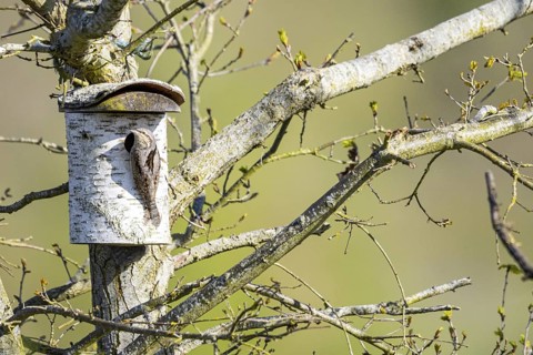 Eurasian wryneck (Jynx torquilla) Germany
