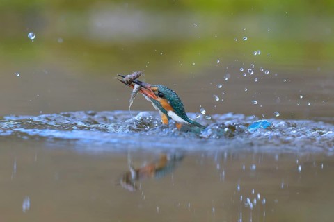 Kingfisher (Alcedo atthis), taking off from the water with a fish in its beak, Lechauen, Bavaria,