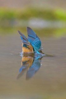 Kingfisher (Alcedo atthis), diving into the water, Lechauen, Bavaria
