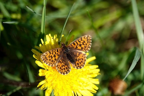 Pearl-bordered moth in a meadow in spring, Germany