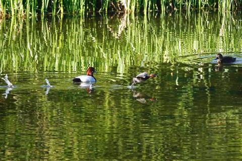 Pochards on a lake, spring, Germany