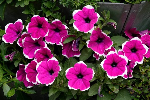 Petunias, Spring, Germany