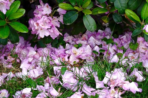 Rhododendron in bloom, end of May, Germany