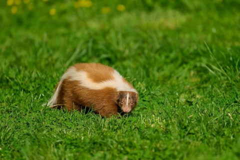 Skunk (Mephitis mephitis), on a green meadow with characteristic fur pattern, France