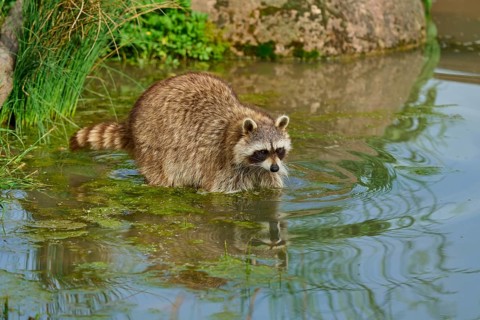A raccoon (Procyon lotor), standing in a shallow body of water, surrounded by plants and stones,