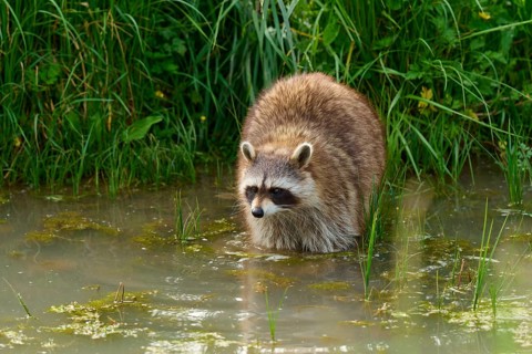 A raccoon (Procyon lotor), standing in shallow water surrounded by green vegetation, France