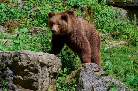 Brown bear (Ursus arctos), in the forest on rocks, surrounded by lush greenery and natural