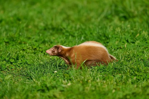 A skunk (Mephitis mephitis), moving through a green meadow, France