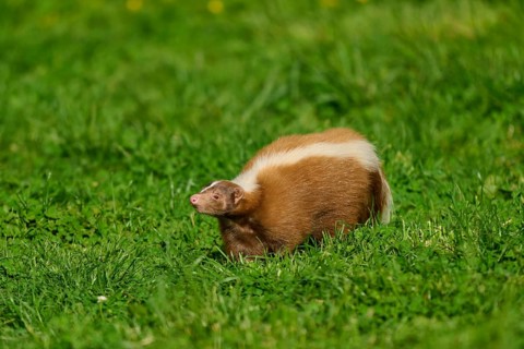A skunk (Mephitis mephitis), side view on a green meadow, France