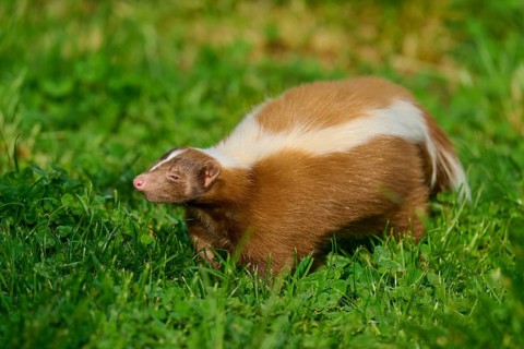 A brown skunk (Mephitis mephitis) with white stripes runs across a green meadow, France