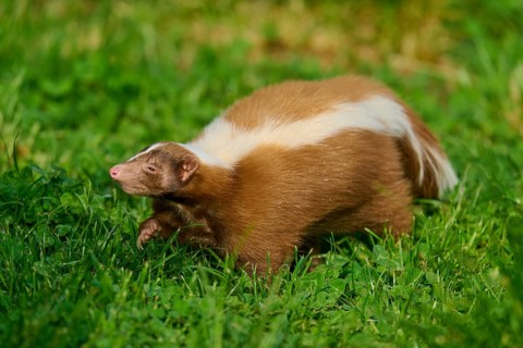 A skunk (Mephitis mephitis), with a striking fur pattern, moves through grassy terrain, France