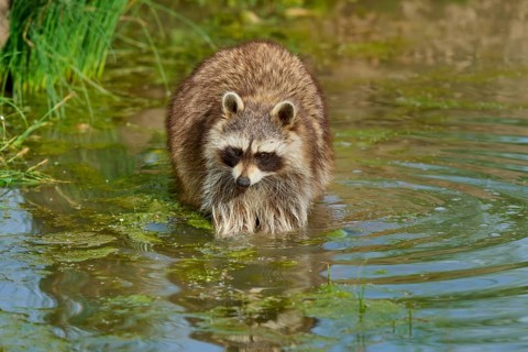 A raccoon (Procyon lotor), standing calmly in the water with surrounding plants, France