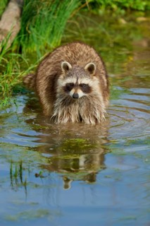 A raccoon (Procyon lotor), in the water, surrounded by plants, France