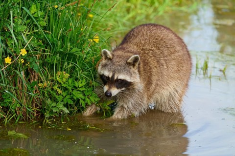 Raccoon (Procyon lotor), in the water near green plants with yellow flowers, France