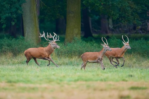 Red deer (Cervus elaphus), three deer running through a green meadow at the edge of a forest,