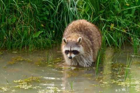 A raccoon (Procyon lotor), standing in the water near an overgrown bank, France
