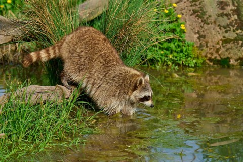 A raccoon (Procyon lotor), jumping into the water, surrounded by grasses and stones, France