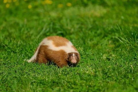 A skunk (Mephitis mephitis), with a white stripe stands on a green meadow, France