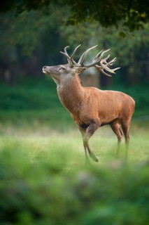 A proud red deer (Cervus elaphus) with impressive antlers stands in a green clearing, Germany