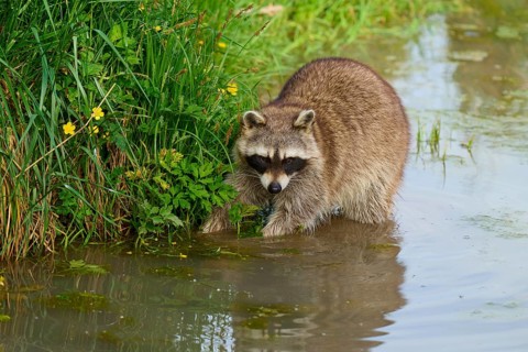 A raccoon (Procyon lotor), standing by the water between plants with yellow flowers, France