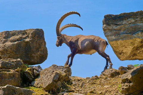 An ibex (Capra ibex), striding between two rocks under a clear sky, Germany