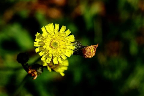 Hieracium lachenalii (Picris hieracioides), hawkweed bitterweed, yellow flower on a rough meadow,