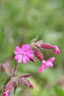 Red campion (Silene dioica), close-up of a flower in a meadow, Wilnsdorf, North Rhine-Westphalia,