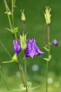 Columbine (Aquilegia vulgaris), blue flower at the edge of a forest, Wilnsdorf, North