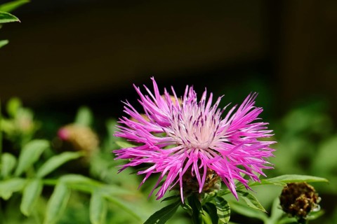 Meadow knapweed or common knapweed (Centaurea jacea), flower, Wilnsdorf, North Rhine-Westphalia,