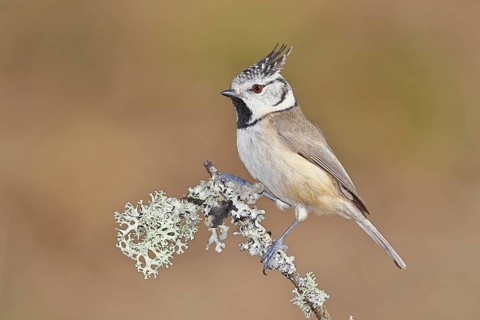 Crested Tit (Lophophanes scalloped ribbonfish), on a branch overgrown with lichen, Wilnsdorf, North