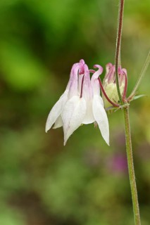 Columbine (Aquilegia vulgaris), white flower at the edge of a forest, Wilnsdorf, North