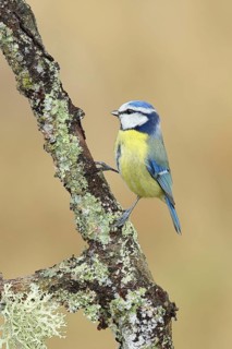 Blue tit (Parus caeruleus), sitting on a branch overgrown with lichen, Wilnsdorf, North