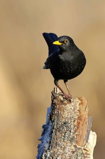 Blackbird (Turdus merula), male, sitting on an old tree stump in the forest, Wilnsdorf, North