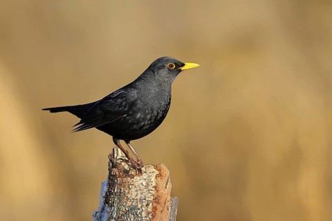 Blackbird (Turdus merula), male, sitting on an old tree stump in the forest, Wilnsdorf, North