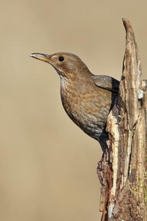 Blackbird (Turdus merula), female, sitting on an old tree stump in the forest, Wilnsdorf, North