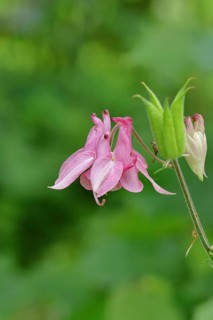 Columbine (Aquilegia vulgaris), pink flower at the edge of a forest, Wilnsdorf, North
