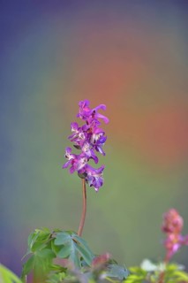 Hollow larkspur (Corydalis cava), inflorescence in a beech forest, Wilnsdorf, North