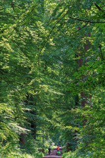 Cyclist, forest path, Klecken, Rosengarten, Lower Saxony, Germany